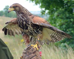 Harris Hawk for sale UK Buy Harris Hawk UK Harris Hawk breeders UK Harris Hawk falconry UK