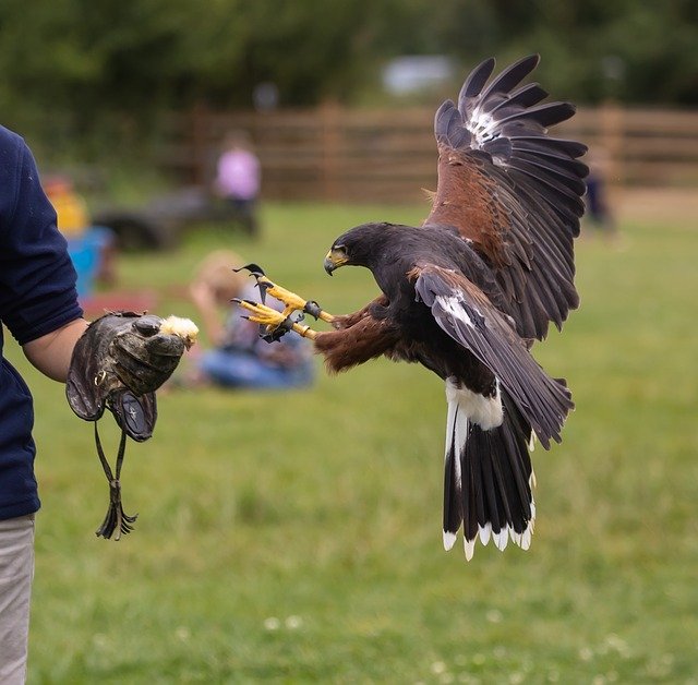 How much does a Harris Hawk cost UK? Do you get Harris hawks in the UK? What is the nickname of the Harris Hawk? Can you own a hawk in the UK?