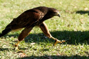 Hand-reared Harris Hawks for sale in the UK Harris Hawk suppliers in the UK Harris Hawks for sale near me in the UK Rescue options for Harris Hawks in the UK