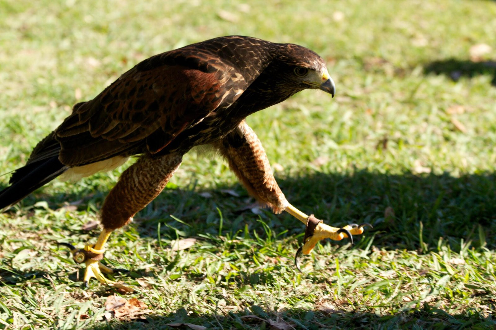 Hand-reared Harris Hawks for sale in the UK Harris Hawk suppliers in the UK Harris Hawks for sale near me in the UK Rescue options for Harris Hawks in the UK