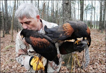 how to look after a harris hawk