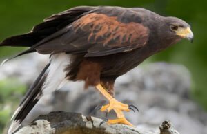 peruvian harris hawk for sale harris hawk x goshawk red tail hawk for sale male harris hawk