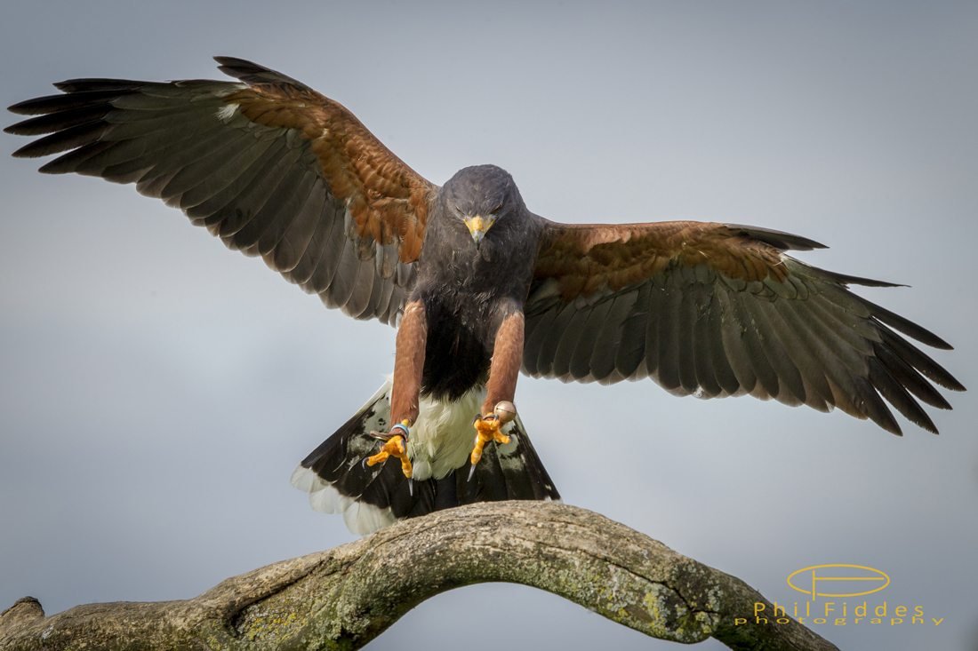 peruvian harris hawk falconry cooper's hawk for sale saker falcons for sale hawk eggs for sale