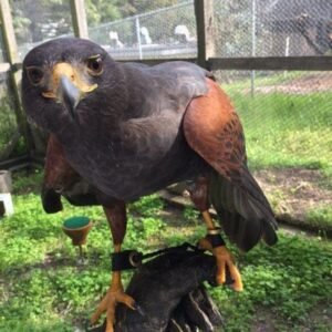 Harris Hawks For Sale