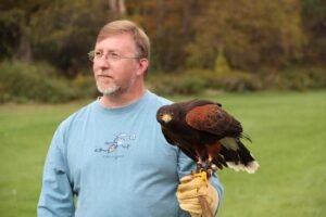 how much does a harris hawk cost