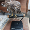 Young Male Harris Hawk