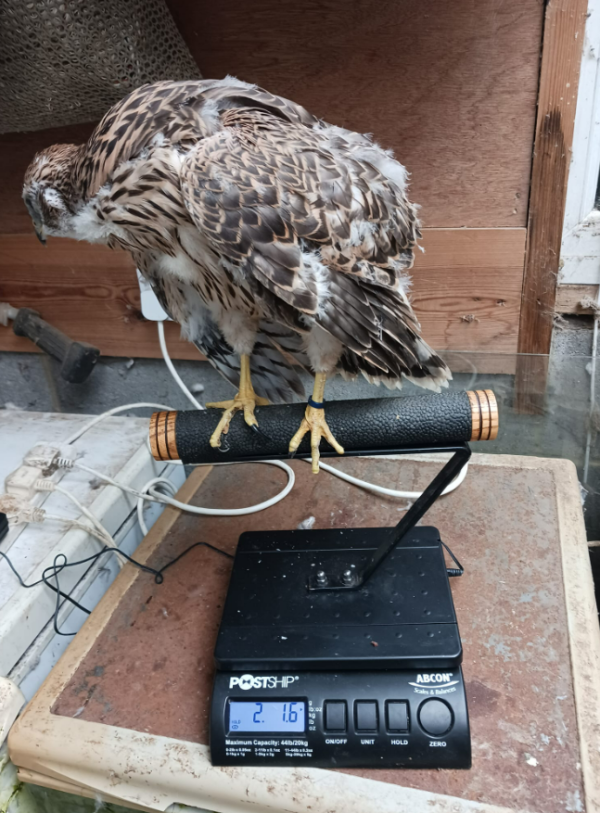 Young Male Harris Hawk