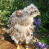 Male creche reared, Harris Hawks