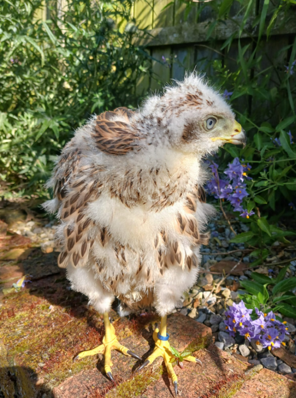 Male creche reared, Harris Hawks