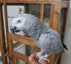 African gray parrot