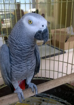 African Grey Parrot – Female