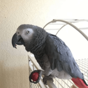 African Grey Parrot (BUDDY)